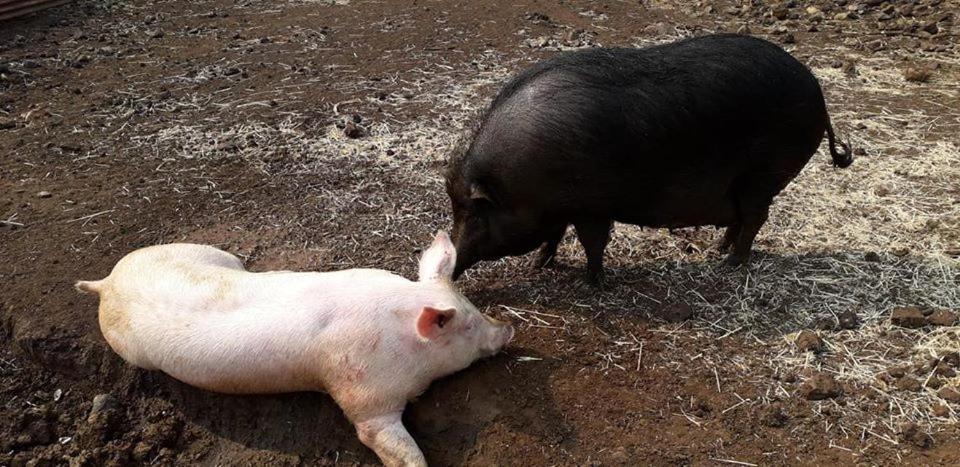 Le Gite Du Koniambo Voh Zewnętrze zdjęcie